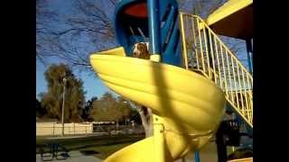 Basset goes down a slide