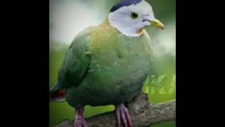 Download lagu suara burung walik kembang mp3