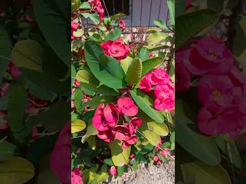 , title : 'Flowering Cactus- Euphorbia Pink(4K video)  @flowersine'
