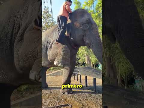 Este Elefante Ayudó A La Pobre Chica 😲❤️