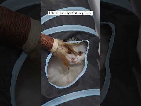 Life at Amulya Cattery, Pune. #cat #catlover #reels #explore #youtubeshorts #shorts