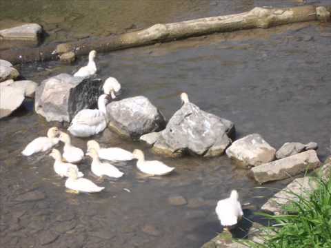 Ja Rusin byv, jesm i budu