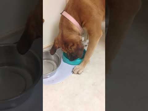 Saika trying to eat a grape out of the Slow Feed Interactive Bloat Stop Dog Bowl