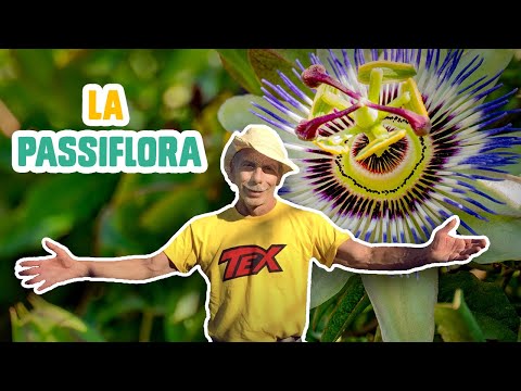 GIOVA LOVES NATURE 🌳 - Ep.28 - La PASSIFLORA