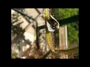 Quello che fa sondaggi alla ricerca un calla è fatto su un lyambliya Come trattare una casa di gallina da parassiti