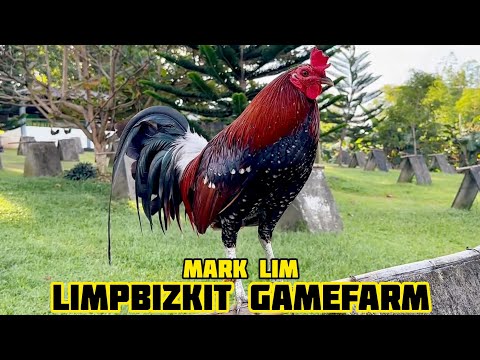 LARRY ROMERO HATCH - LIMPBIZKIT GAMEFARM