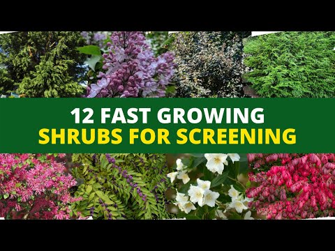 プライバシーヘッジ: スクリーニング用の 12 本の急速に成長する低木 🌿🌲