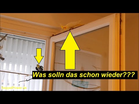 Was solln das schon wieder, liebe  Nymphensittiche? | SeppelPower