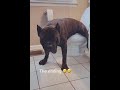 Dog Uses Toilet to Pee - 1119426