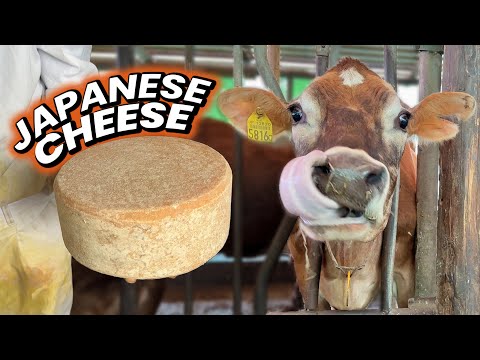 日本奶酪製造商的奶牛場體驗 (Japanese Cheese Maker's Dairy Farm Experience)