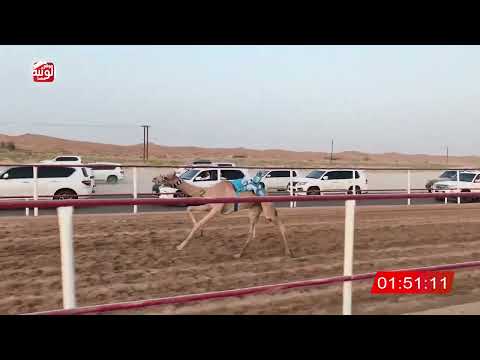  ش 2 (شاهين) لـ سالم سعيد بن خليفه الدرعي  3:02:13 ، شارة الصندوق 2026/08/14 فطامين الرقيعات