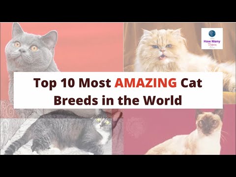 #beautiful #cats                           Top 10 Most Strangest 😻Cat Breeds