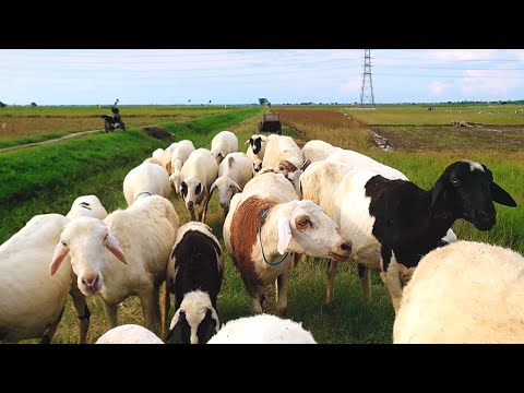 , title : 'ANAK KAMBING SAYA - happy sekali kambing kambing ku'