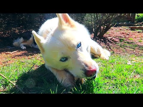 download lagu mp3 mp4 Buy Frozen Pig Ears, download lagu Buy Frozen Pig Ears gratis, unduh video klip Buy Frozen Pig Ears