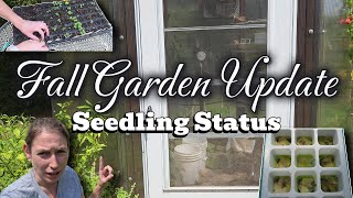 Fall Garden & Seedling Update 🌿 Seed Starting Hack Results #fallgarden #garden #gardenupdate #seeds
