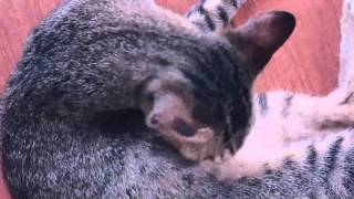 Kidung - Bram & Dianne ( Akoer-lah )