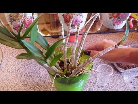 Отделение и посадка детки дендрофаленопсиса