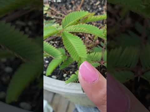 Coolest Plant Ever! Watch it move! The Sensitive Plant, Mimosa Pudica #plants #magical #nature #cool