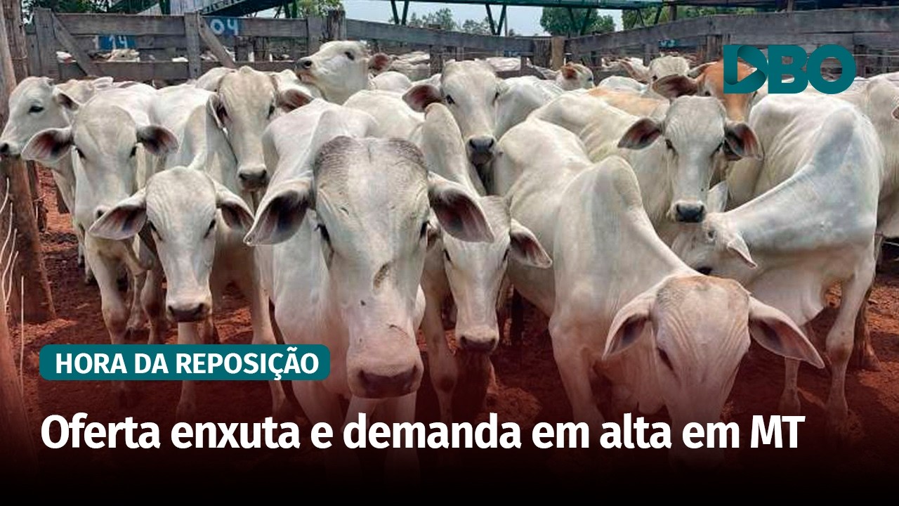 Preços dos animais para reposição em Mato Grosso operam em patamares elevados