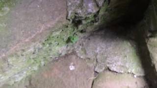 Up the spiral staircase at Kilfane and finding a bird&#39;s nest