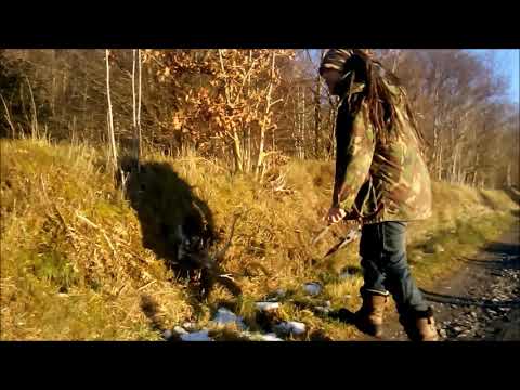 Forest Track Yamadori. Sessile Oak and Spruce. Collecting for Bonsai.