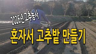 2026년 고추농사 혼자서 고추밭 만들기 이렇게 했습니다