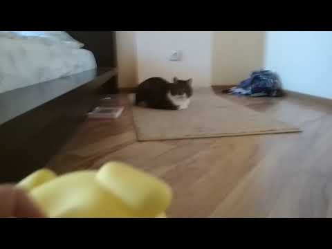 Doggo meets my cat for the first time