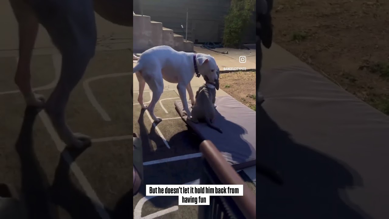 Enlarge Opus, a Adoptable Dogo Argentino in Los Angeles, CA video 6/6