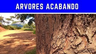 Essas madeiras podem acabar - Árvores em extinção - Tipos de Madeiras