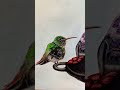 Whiskey hummingbird feeder￼
