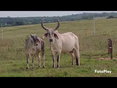 BRASIL GENÉTICA - DOADORA PO GUZERA. FLORESTA DA JUZZ
