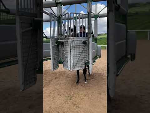 The Ectot two year old at mark Johnston’s being locked in the stalls for the first time this morning