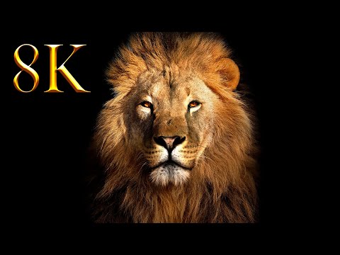 Amazing Big Cats From The World 8K HDR 60FPS UHD DEMO