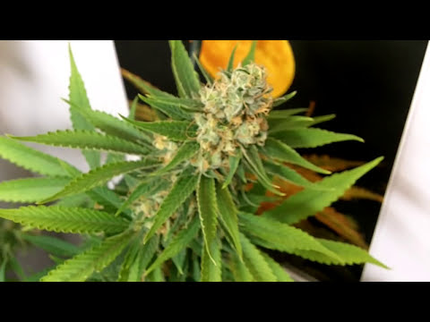 TGA SubCool Genetics video