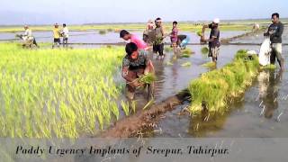 preview picture of video 'Paddy Urgency Implants of Tahirpur'