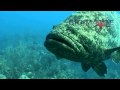 Goliath grouper attack - El mero gigante 