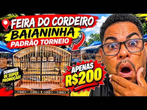 🔥 FEIRA DO CORDEIRO: BAIANINHA PADRÃO TORNEIO POR R$200! 😱