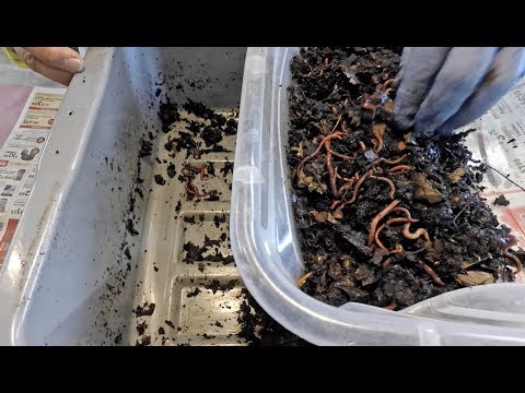Harvest 199-day old worm bin & launch worms into a new habitat - vermicomposting