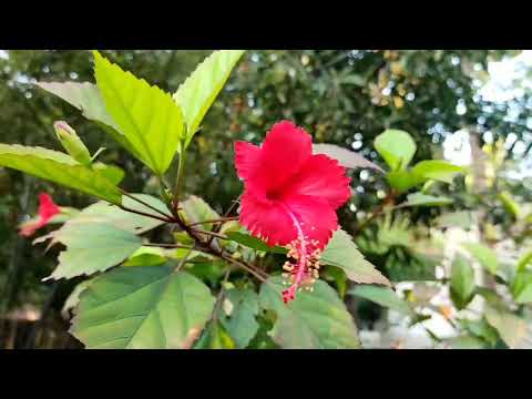 #enveettuthottathil #organic #kjorganics #sendurappoove#sridevi