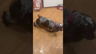 Video preview image #1 Cocker Spaniel Puppy For Sale in Belleuve, NE, USA