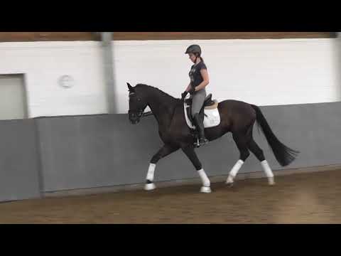 TAMME -Weidenhof-Verkaufspferd: 4j. Hannoveraner Dressurwallach v. Talisman