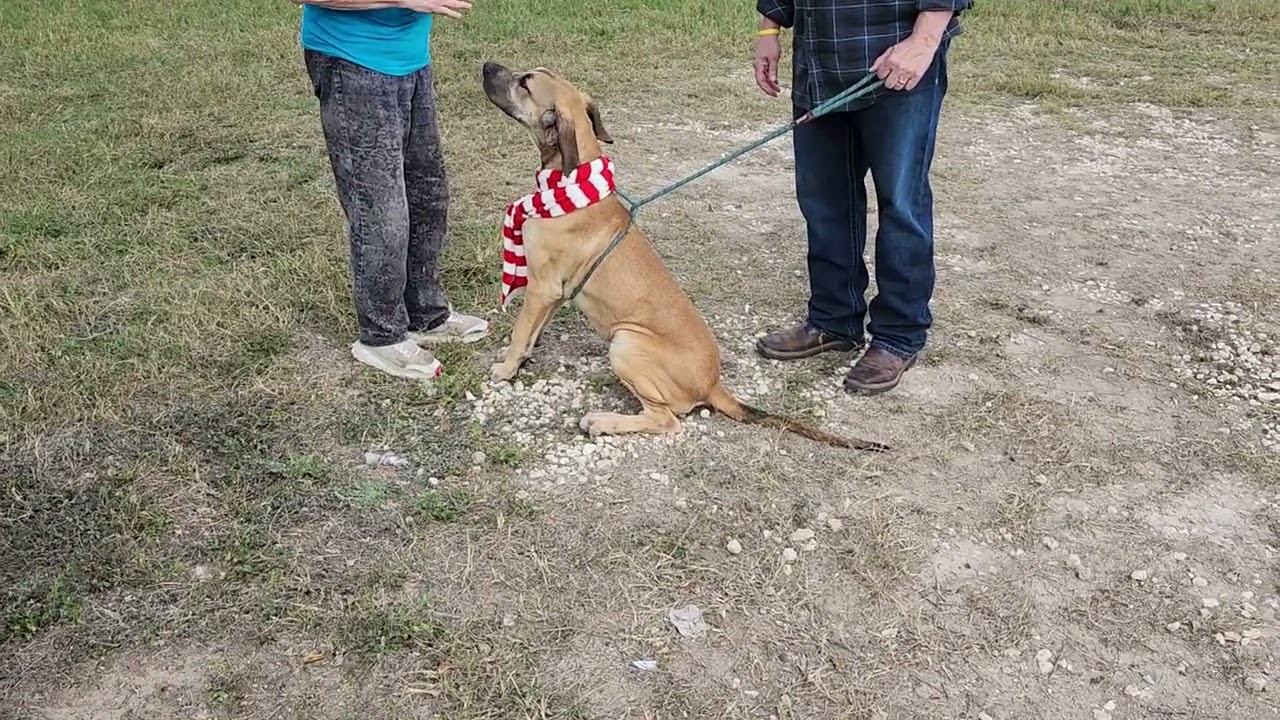 Enlarge Cheeto, a ADOPTABLE mixed breed in Bandera, TX video 1/5