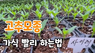 고추모종 가식 인건비 절약 빨리 하는법