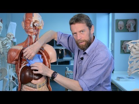 Pericardium (anatomy)