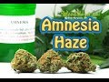 Amnesia Haze medical marijuana - www.WeedYard ...