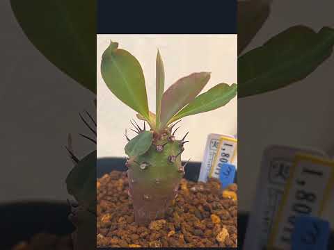 園芸 ユーフォルビアクッション