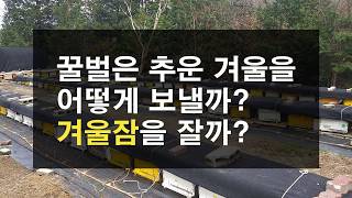 꿀벌은 겨울잠(동면)을 잘까? 추운 겨울을 어떻게 보낼까?