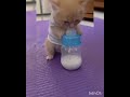 Cute Cat Drinking Milk Shorts Petlover Funny