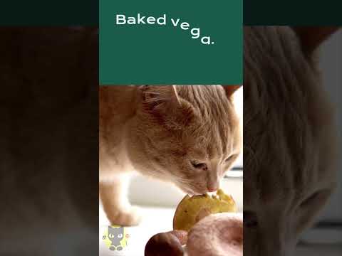 Human Foods that are safe for your Cat to eat