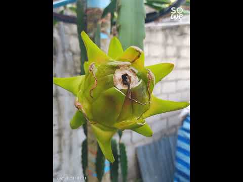 Dragonfruit from bud to fruit time lapse